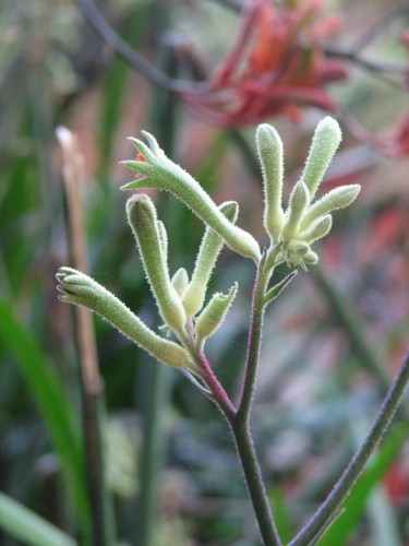 australian-national-botanic-gardens_20090103_027 Kangaroo Paw, Botanic Gardens, Canberra