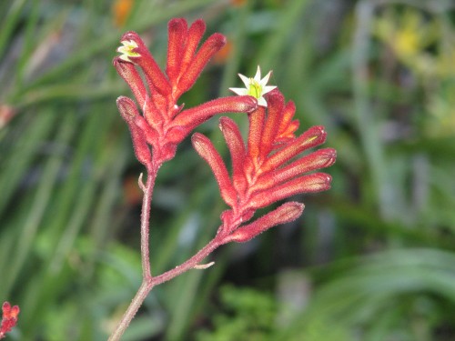 australian-national-botanic-gardens_20090103_030 Kangaroo Paw, Australian National Botanic Gardens, Canberra