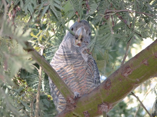 Female Gang-gang Cockatoo, Botanic Gardens, Canberra