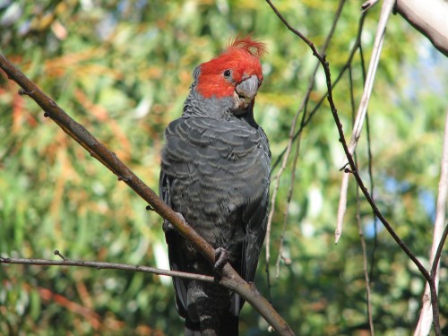 Male Gang-gang Cockatoo, Botanic Gardens, Canberra