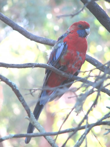 Juvenile Crimson Rosella, Botanic Gardens, Canberra Juvenila Crimson Rosella, Botanic Gardens, Canberra