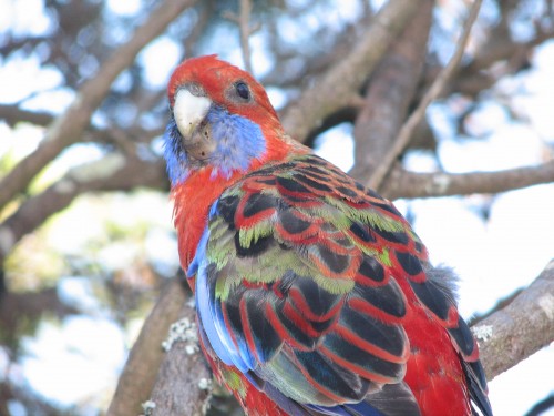 Crimson Rosella, Australian National Botanic Gardens, Canberra Crimson Rosella, Australian National Botanic Gardens, Canberra