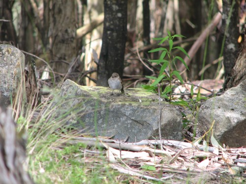 Female Flame Robin, Mt. Macedon, Victoria Female Flame Robin, Mt. Macedon, Victoria