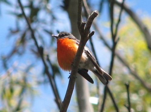 Male Flame Robin, Mt. Macedon, Victoria Male Flame Robin, Mt. Macedon, Victoria