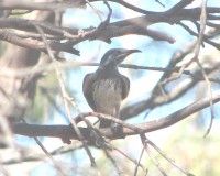 Juvenile White-fronted Honeyeater Juvenile White-fronted Honeyeater