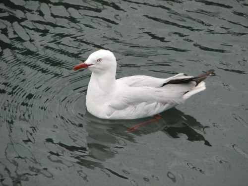 sydney-fish-markets_20090102_005 Silver Gull at the Sydney Fish Markets