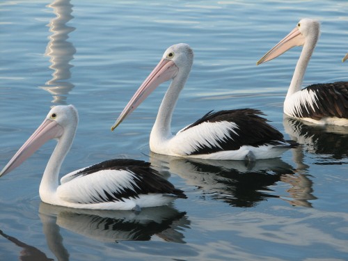 Australian Pelicans, Mallacoota, Victoria