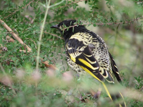 Regent Honeyeater, Cleland Wildlife Park