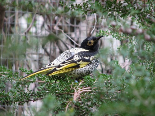 Regent Honeyeater, Cleland Wildlife Park