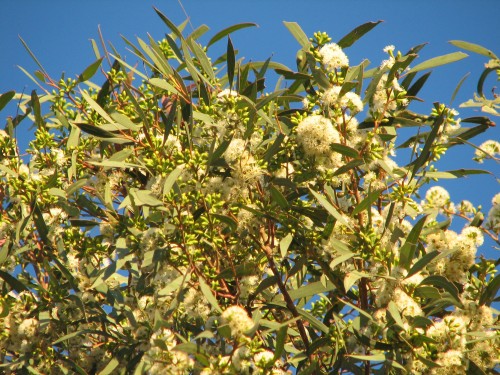 Flowers of a Eucalyptus porosa