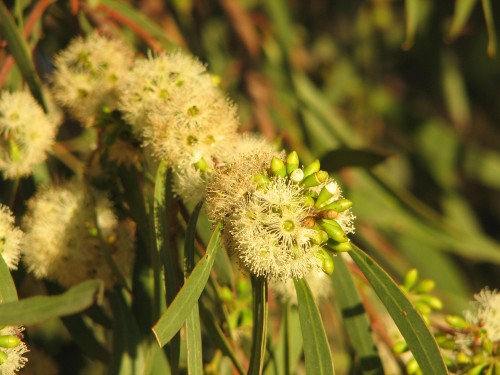 Flowers of Eucalyptus porosa