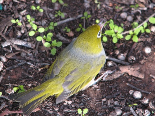 Silvereye, Murray Bridge, South Australia