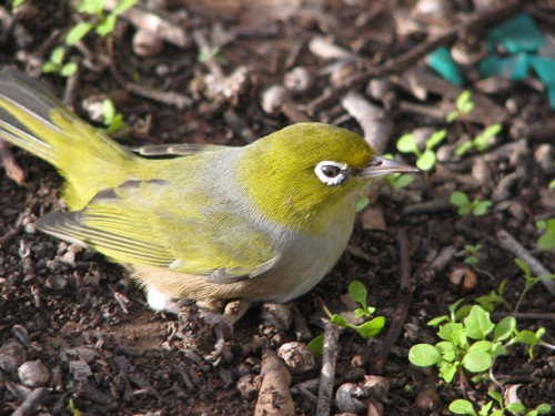 Silvereye, Murray Bridge, South Australia