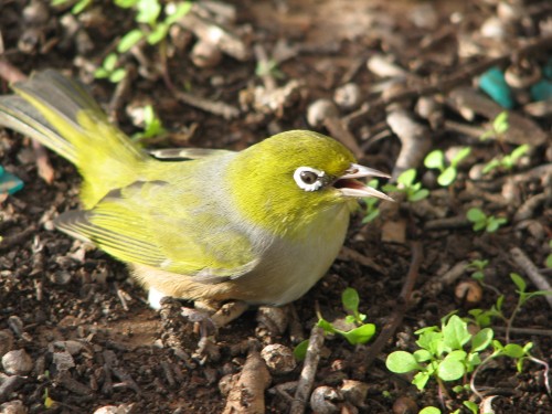 Silvereye, Murray Bridge, South Australia