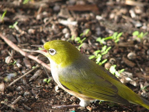 Silvereye, Murray Bridge, South Australia