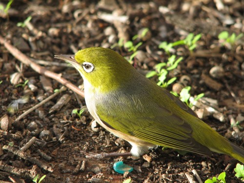 Silvereye, Murray Bridge, South Australia