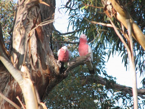 Galahs at a hollow Galahs at a hollow