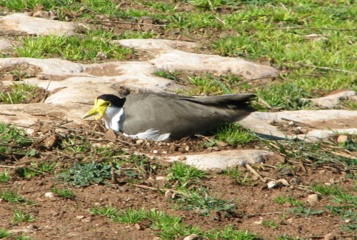 Masked Lapwing on nest, Monarto Zoo, South Australia Masked Lapwing on nest, Monarto Zoo, South Australia