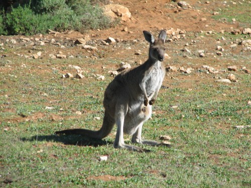 Female Western Grey Kangaroo, Monarto Zoo, South Australia Female Western Grey Kangaroo, Monarto Zoo, South Australia