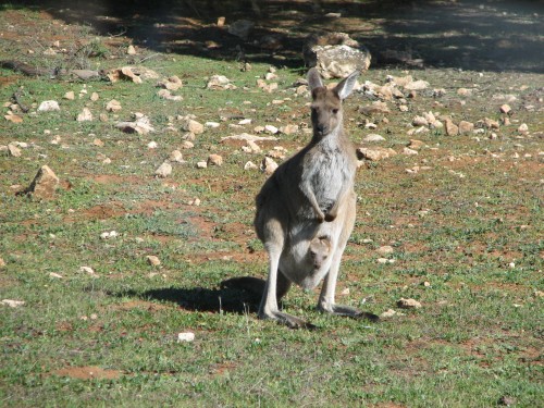 Female Western Grey Kangaroo with joey, Monarto Zoo, South Australia Female Western Grey Kangaroo with joey, Monarto Zoo, South Australia