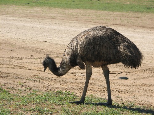 Emu, Monarto Zoo, South Australia Emu, Monarto Zoo, South Australia
