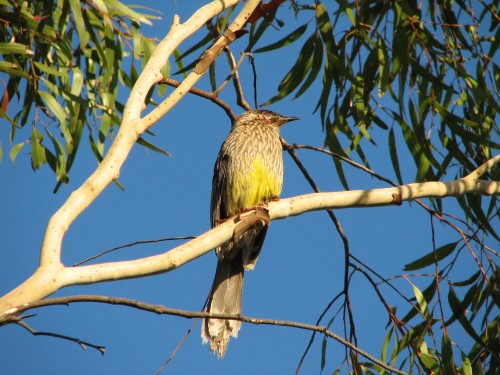Red Wattlebird Red Wattlebird