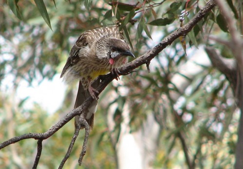 Red Wattlebird Red Wattlebird