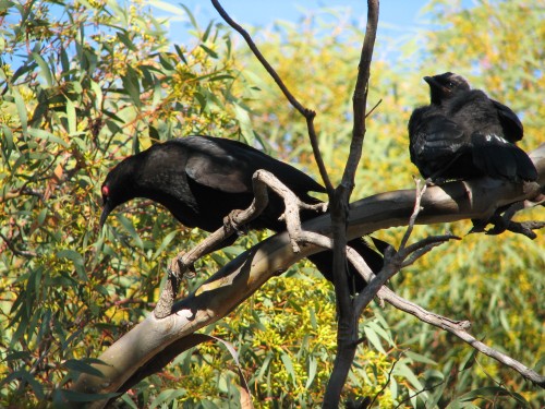 White-winged Chough with young White-winged Chough with young