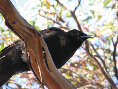 White-winged Chough White-winged Chough