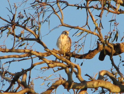 Nankeen Kestrel, Laratinga wetlands, Mt Barker SA Nankeen Kestrel, Laratinga wetlands, Mt Barker SA