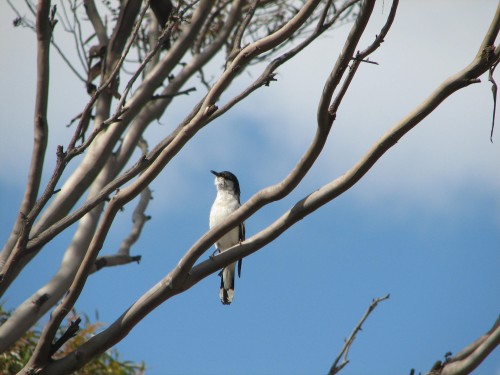 White-winged Triller White-winged Triller