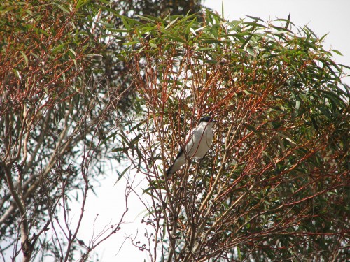 White-winged Triller White-winged Triller