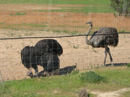 Ostriches, Monarto Zoo, South Australia Ostriches, Monarto Zoo, South Australia