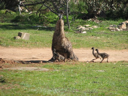Male Emu with babies, Monarto Zoo, South Australia Male Emu with babies, Monarto Zoo, South Australia
