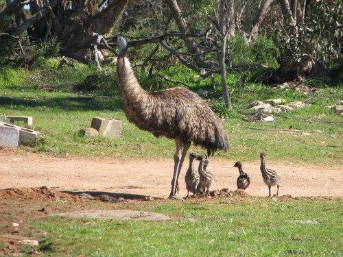 Male Emu with babies, Monarto Zoo, South Australia Male Emu with babies, Monarto Zoo, South Australia