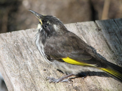 New Holland Honeyeater
