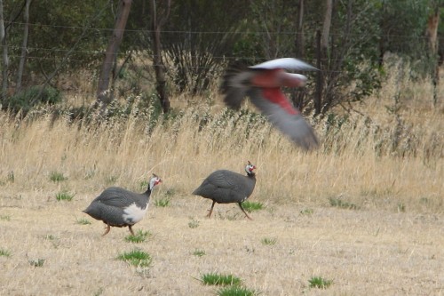 Our neighbour's Guinea Fowl in our paddock