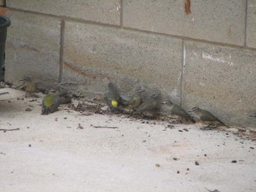 Thornbills and honeyeaters sheltering on a hot day