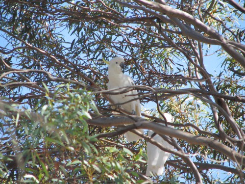 Sulphur-crested Cockatoo Sulphur-crested Cockatoo
