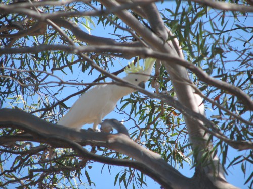 Sulphur-crested Cockatoo Sulphur-crested Cockatoo
