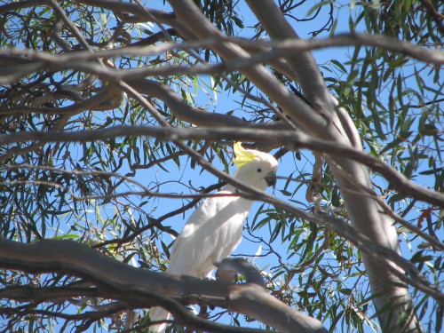 Sulphur-crested Cockatoo Sulphur-crested Cockatoo