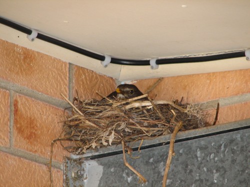 Common Blackbird sitting in nest