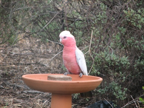 Galah