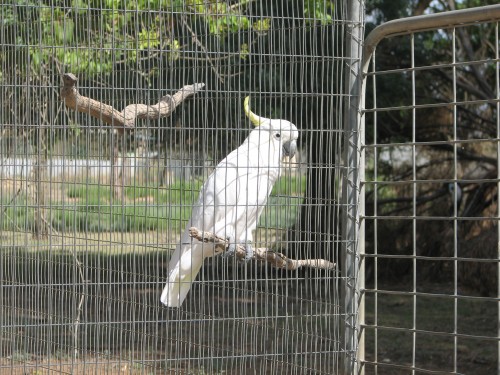 Sulphur-crested Cockatoo in aviary, Pinnaroo Caravan Park Sulphur-crested Cockatoo in aviary, Pinnaroo Caravan Park