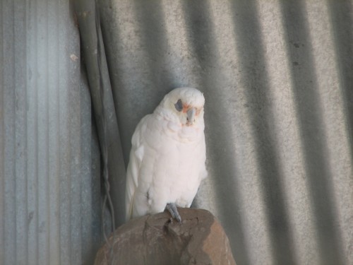 Little Corella in aviary, Pinnaroo Caravan Park Little Corella in aviary, Pinnaroo Caravan Park