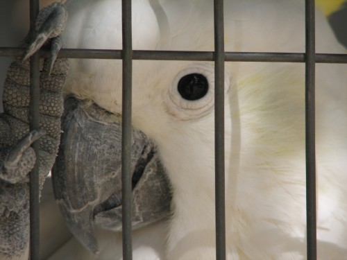 Sulphur-crested Cockatoo in aviary, Pinnaroo Caravan Park Sulphur-crested Cockatoo in aviary, Pinnaroo Caravan Park