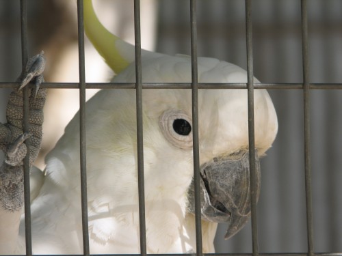Sulphur-crested Cockatoo in aviary, Pinnaroo Caravan Park Sulphur-crested Cockatoo in aviary, Pinnaroo Caravan Park