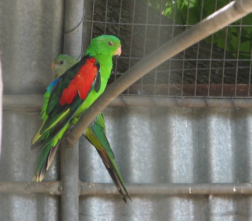 Red-winged Parrot (male) in aviary, Pinnaroo Red-winged Parrot (male) in aviary, Pinnaroo
