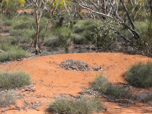 Malleefowl nest, Gluepot Reserve near Waikerie, South Australia Malleefowl nest, Gluepot Reserve near Waikerie, South Australia