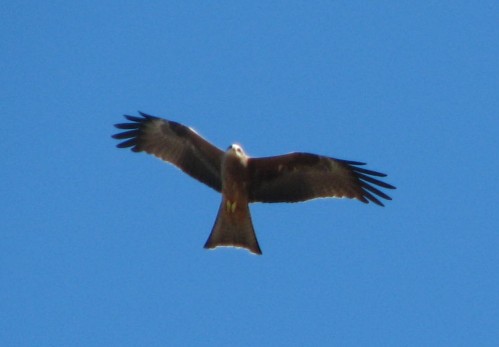 Black Kite, Monarto Zoo, South Australia Black Kite, Monarto Zoo, South Australia